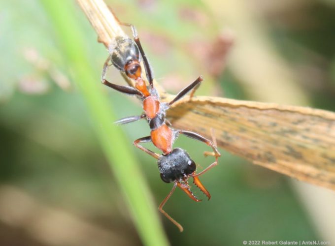 Myrmecia nigrocincta worker ant in Lismore, NSW, Australia on December 31, 2022.