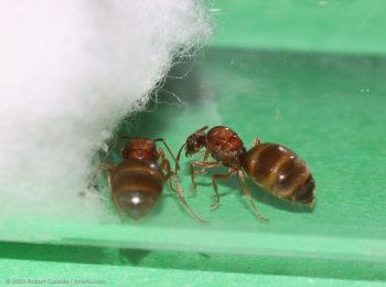 Prenolepis imparis queen ants