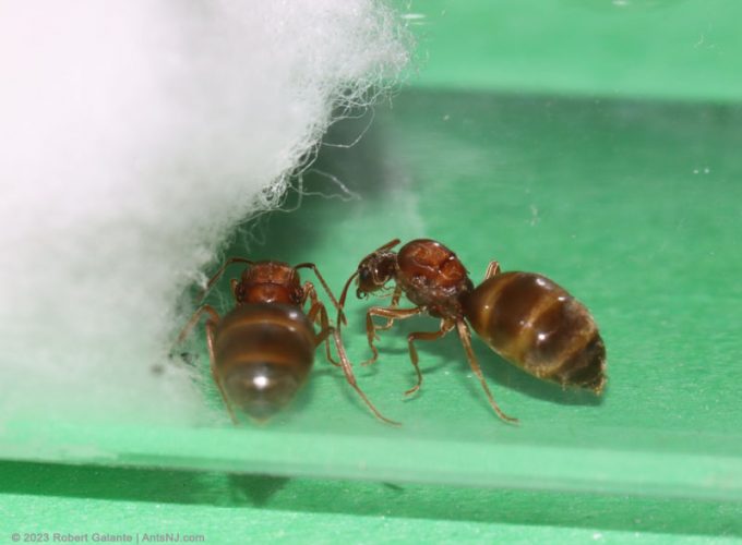 Prenolepis imparis queen ants