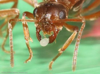 Prenolepis imparis queen ant holding an egg