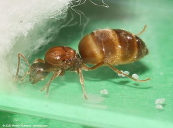Winter ant queen with eggs