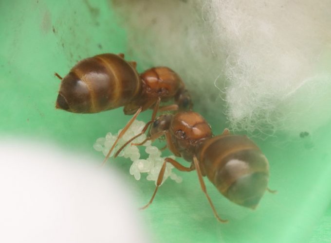 Prenolepis imparis queen ants with brood