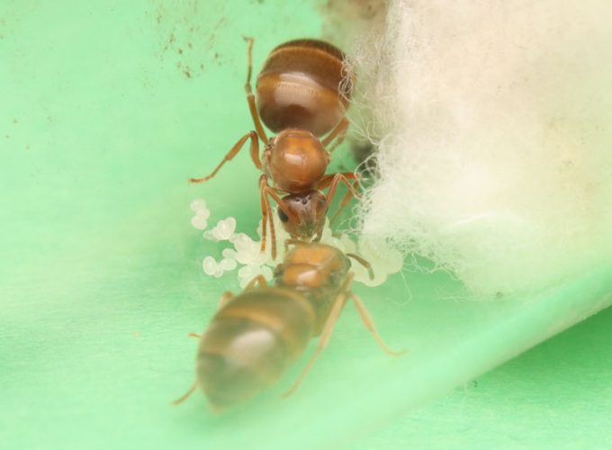 2 winter ant queens with brood