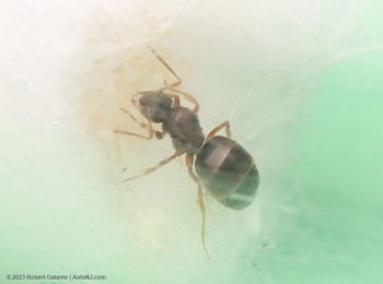 Nylanderia queen ant with brood