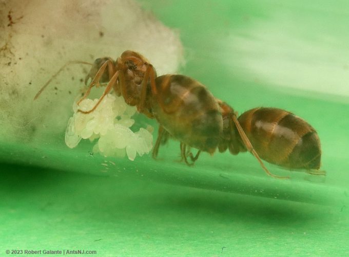 2 Prenolepis imparis queen ants with brood, including pupae