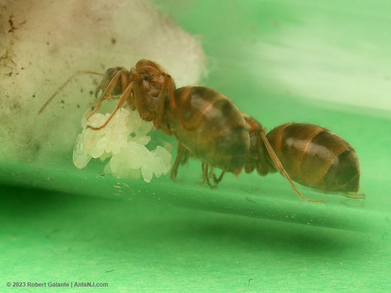 2 Prenolepis imparis queen ants with brood, including pupae