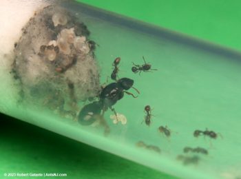 Tetramorium immigrants ant colony with nanitics and brood.