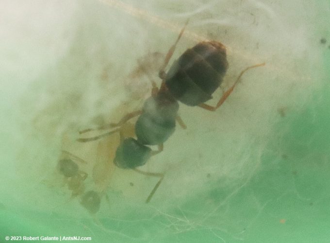 Nylanderia queen ant with first nanitic