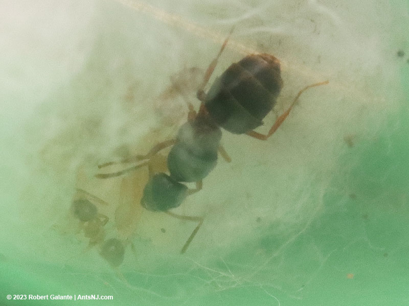 Nylanderia queen ant with first nanitic