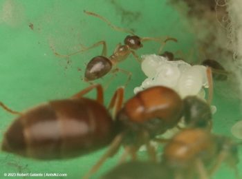 A pair of winter ant queens with their first nanitics