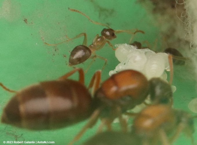 A pair of winter ant queens with their first nanitics