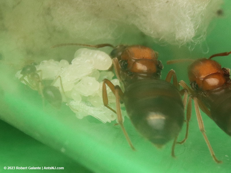 A pair of winter ant queens with nanitics and a brood pile including pupae