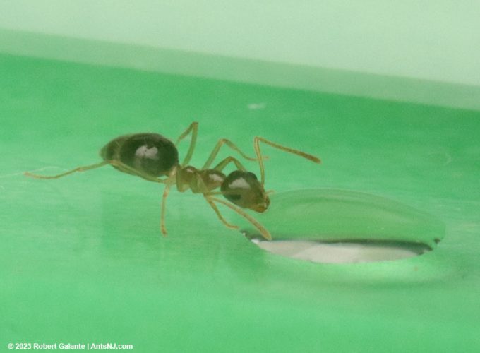 Winter ant nanitic eating honey