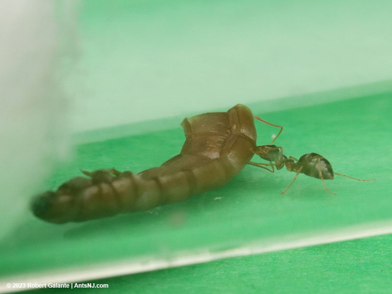 Winter ant nanitic eating mealworm,