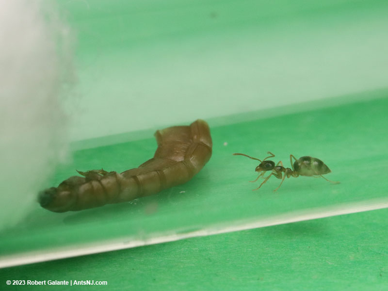 Winter ant nanitic with mealworm