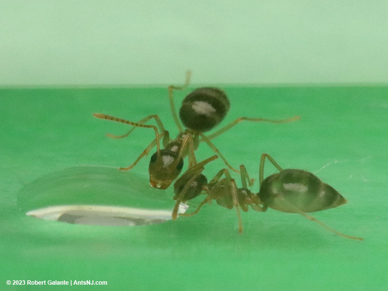 Winter ant nanitics eating honey
