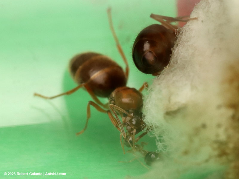 Winter ant trophallaxis
