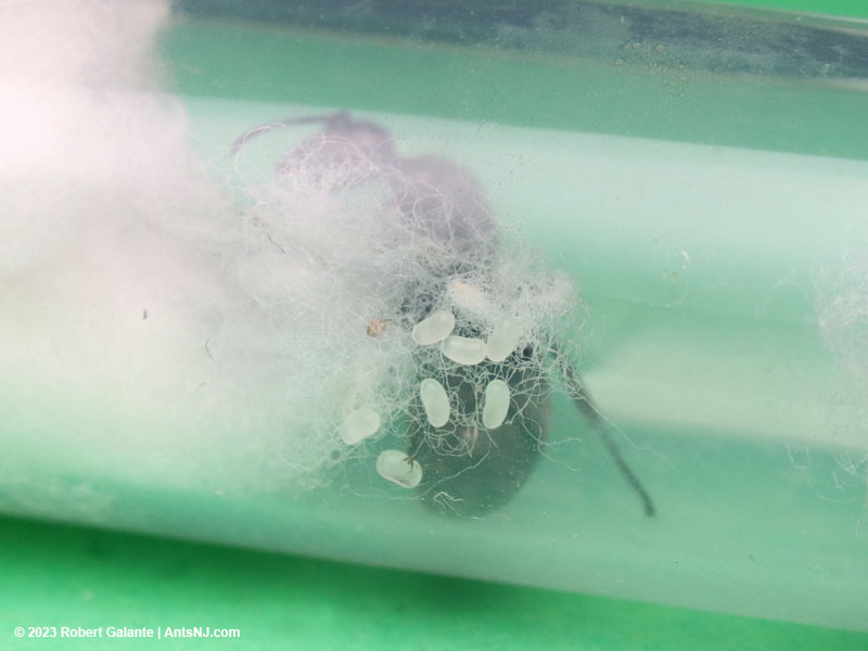 A Formica subsericea queen with eggs