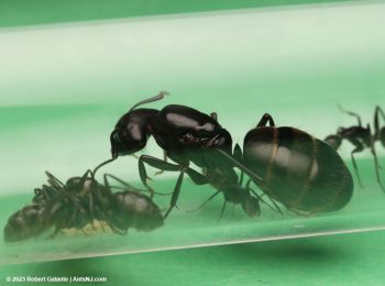 Camponotus queen with colony