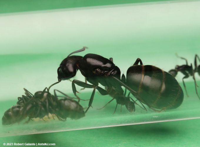 Camponotus queen with colony