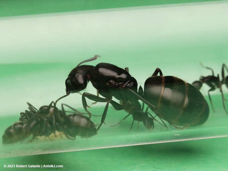 Camponotus queen with colony