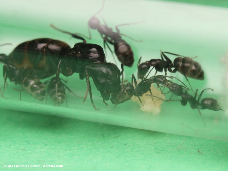 Two ants feeding each other