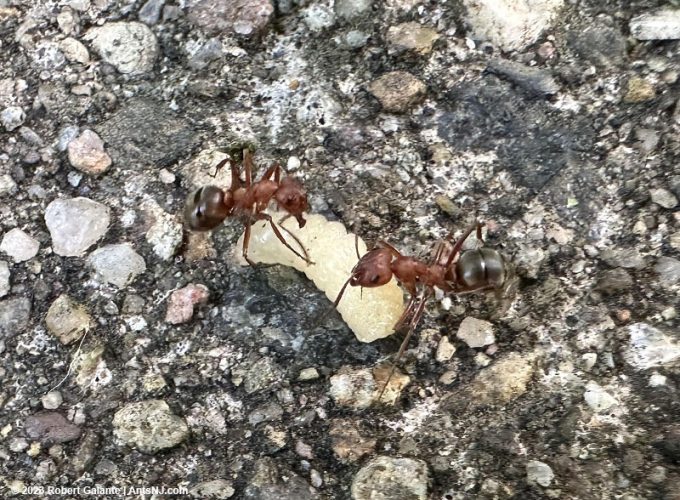 Two raiding workers carrying a Formica subsericea lava back to their nest.