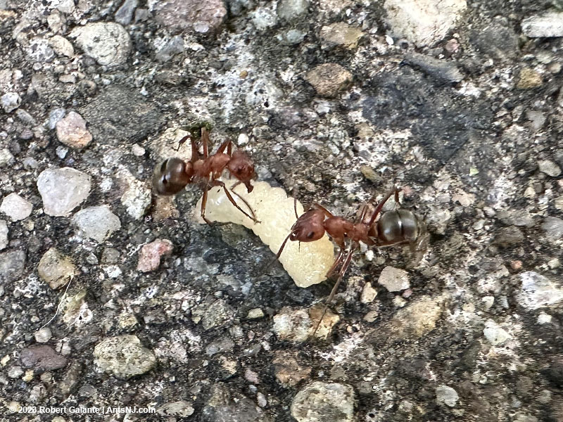 Two raiding workers carrying a Formica subsericea lava back to their nest.