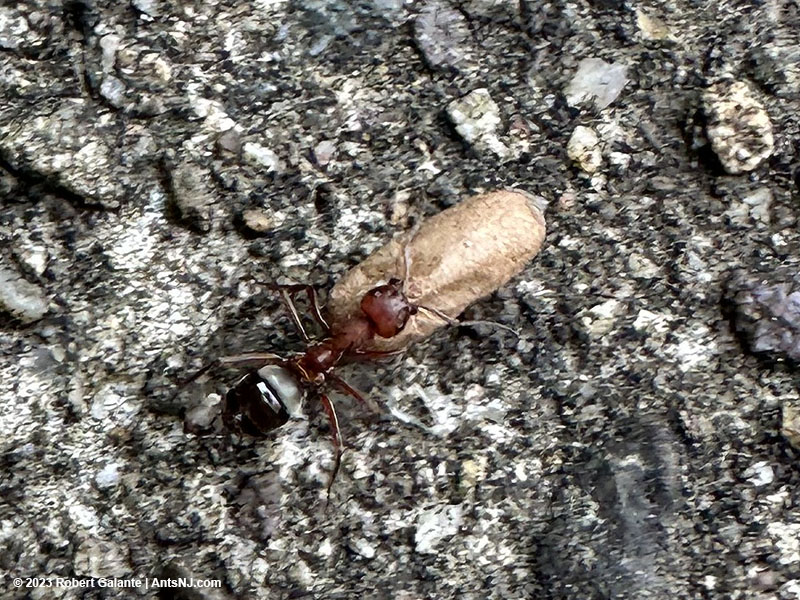 A raiding worker carrying a Formica subsericea cocoon.