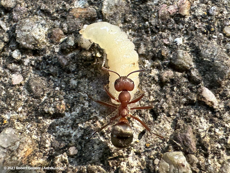 A raiding worker carrying a Formica subsericea lava back to it's nest.