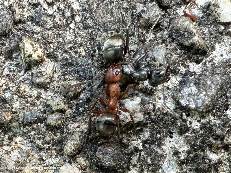 A raiding worker carrying a Formica subsericea worker back to it's nest.