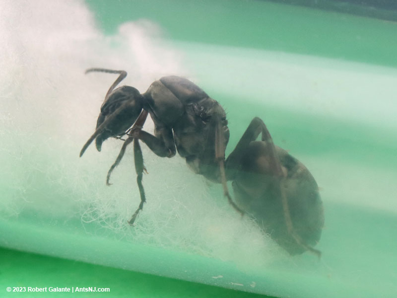 A Formica subsericea queen saved from a colony raid.
