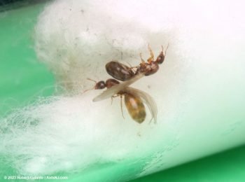 Two Solenopsis molesta queen ants, one with a dark gaster indicating a fungal infection