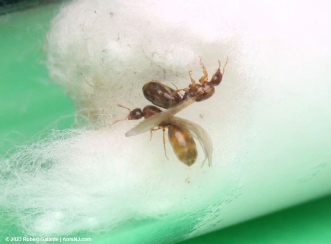 Two Solenopsis molesta queen ants, one with a dark gaster indicating a fungal infection