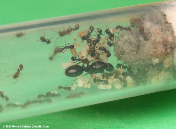 Tetramorium immigrans colony