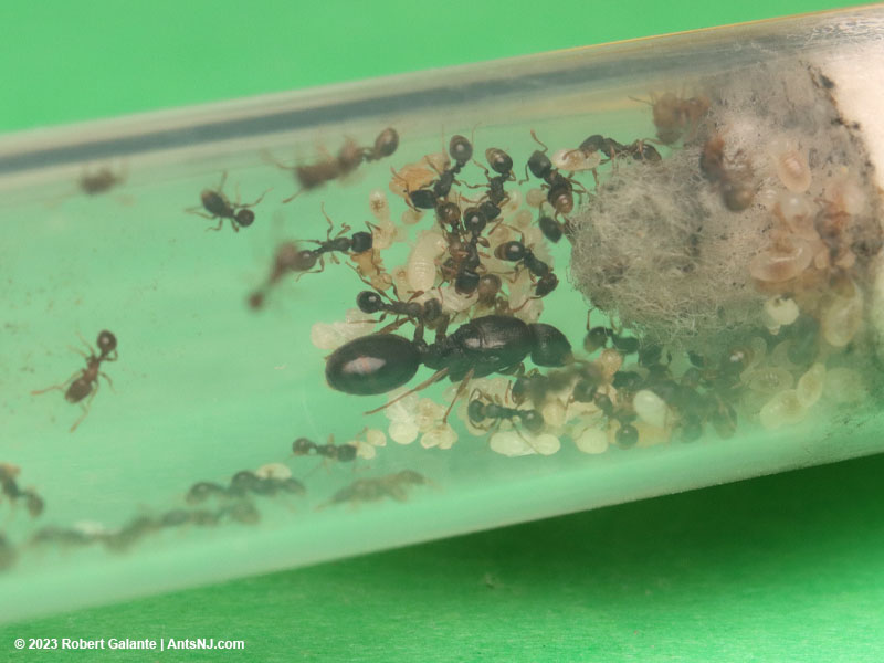 Tetramorium immigrans colony