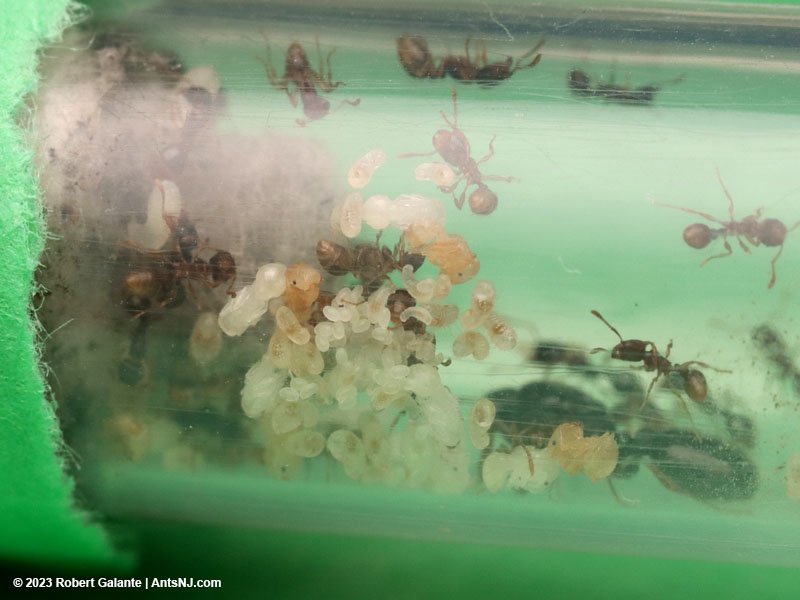Tetramorium immigrans colony brood