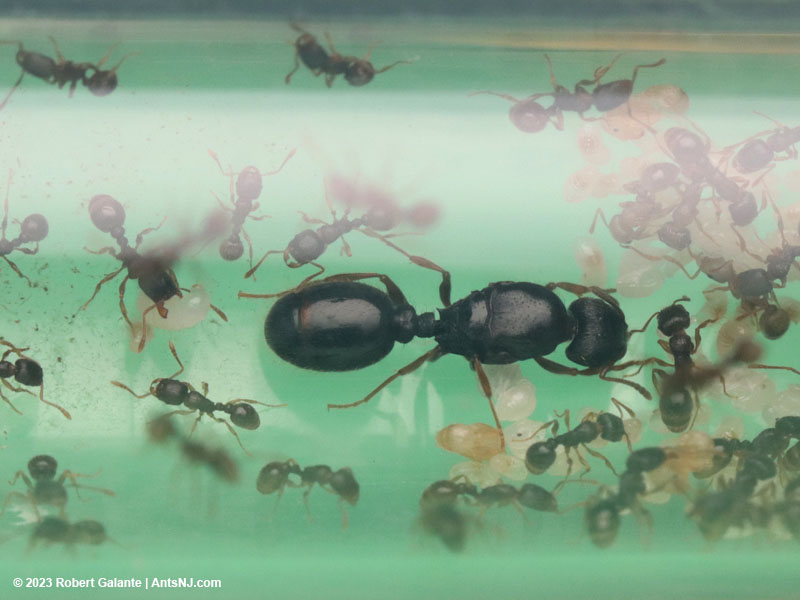 Tetramorium immigrans colony