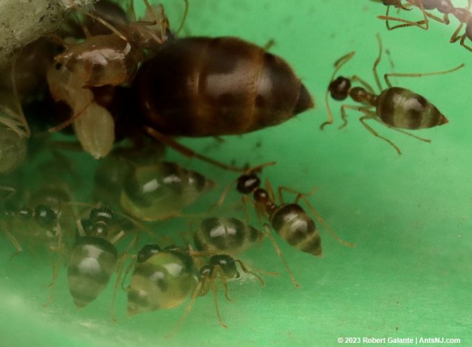 A young winter ant colony with nanitic repletes