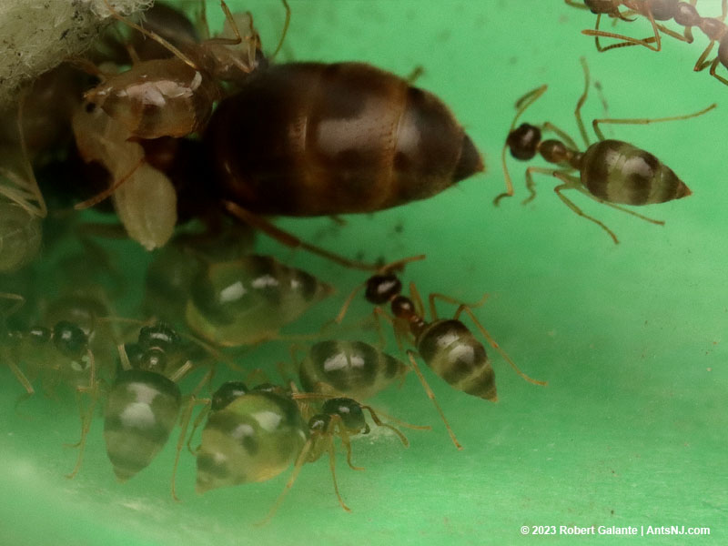 A young winter ant colony with nanitic repletes