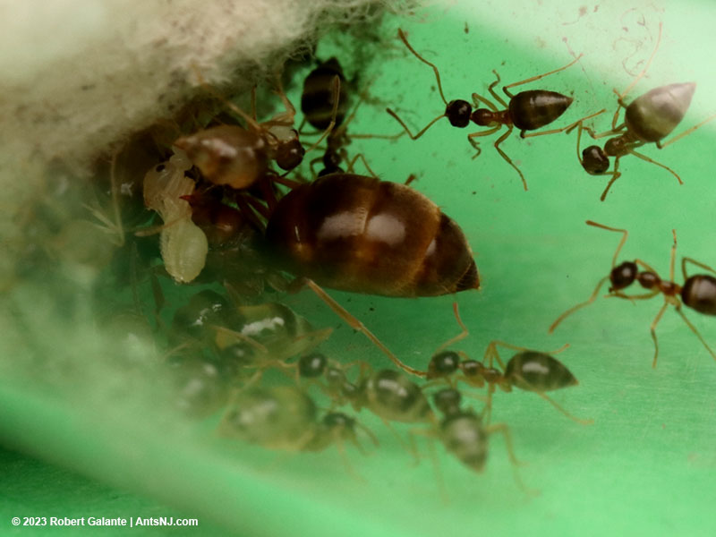 A young winter ant colony with nanitic repletes