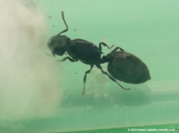 Crematogaster queen ant with brood