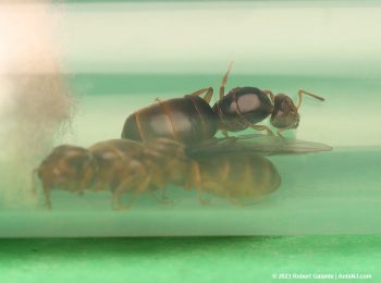 Lasius brevicornis queen ants in a test tube nest.