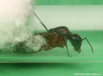 Camponotus tricolor queen ant in a test tube nest.