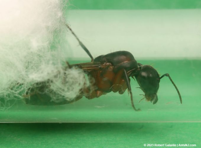 Camponotus tricolor queen ant in a test tube nest.
