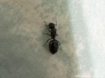 Crematogaster queen ant
