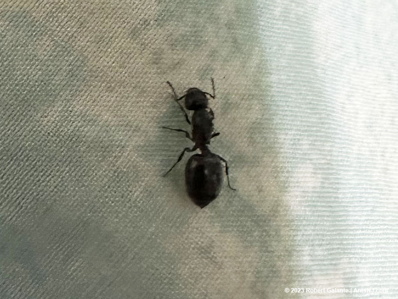 Crematogaster queen ant